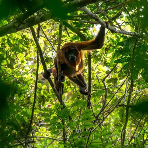 singe_hurleur_roux_alouatta_macconnelli_c_g.feuillet_pag_1.jpg