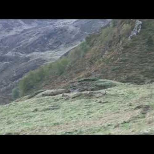 Lâcher de bouquetins dans le Parc national des Pyrénées