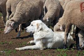 Moutons et patou