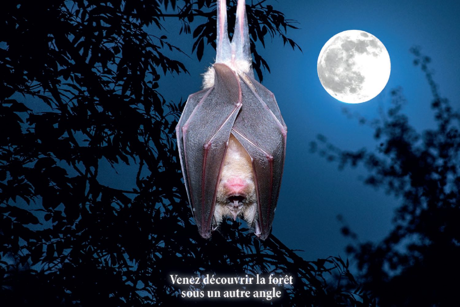 Nuits des forêts PNFor