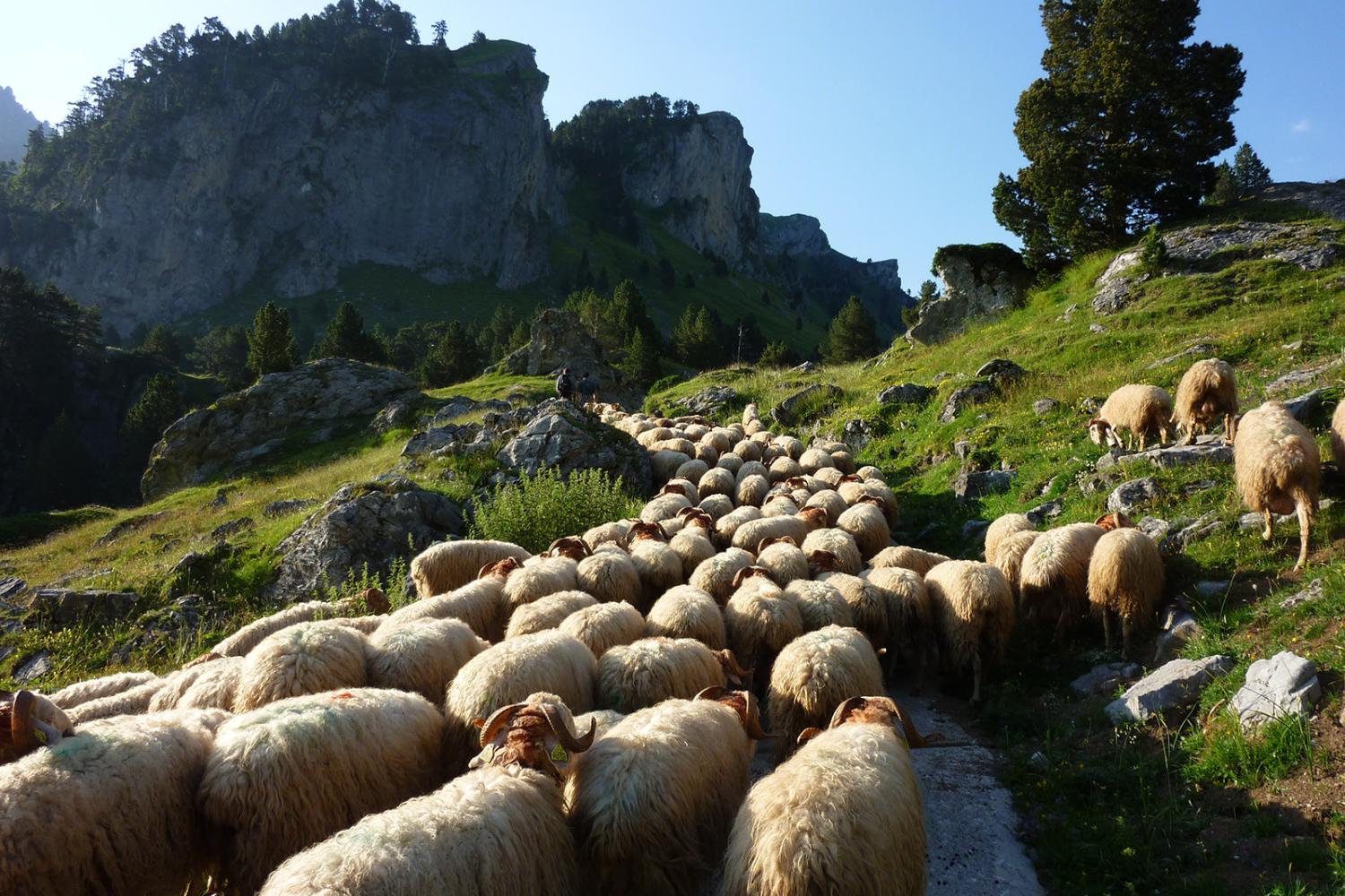 m._hervieu_-_parc_national_des_pyrenees_bd.jpg